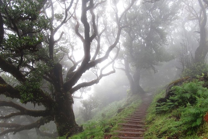 Fanal -Enchanted Forest - Why Fanal’s Forest Walk Works So Well in Real Life