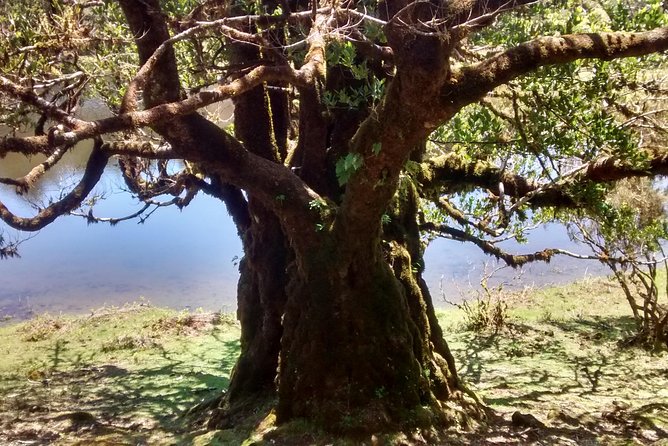 Fanal -Enchanted Forest - Old Trees Need Good Footwork: How to Prepare for Fanal