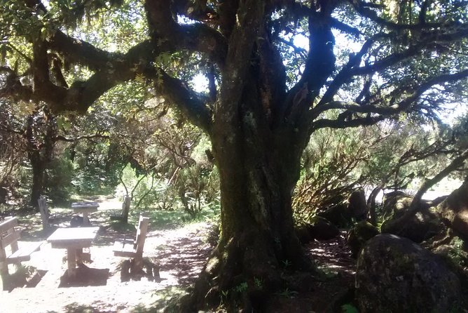 Fanal -Enchanted Forest - The North Coast Stops: Nice Bonus, Not the Whole Point