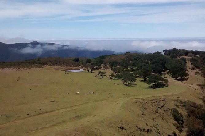 Fanal -Enchanted Forest - Coffee, Insurance, and a Walking Stick: Small Inclusions With Real Value