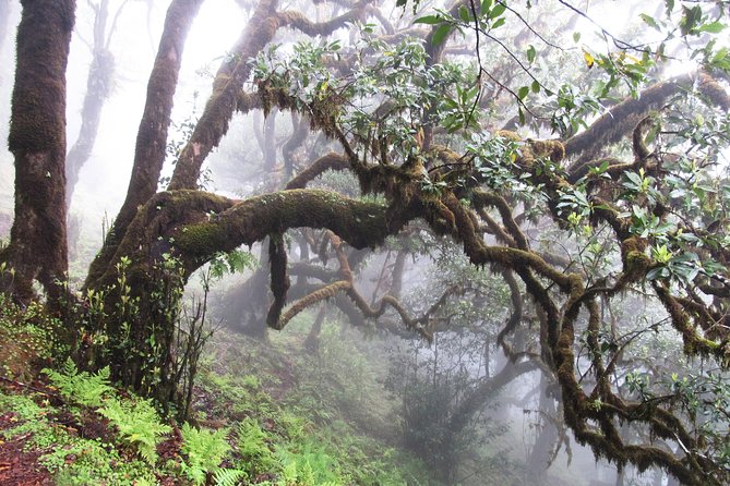 Fanal -Enchanted Forest - The Pickup From Funchal (and the Small Details That Matter)