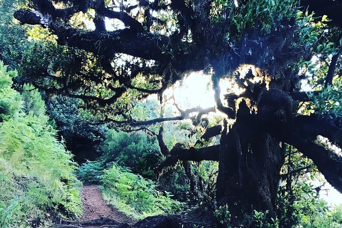 Fanal Forest Private Sunset Hike - Paulo’s Style: Tailored Pace, Great Stops, and Patient Storytelling