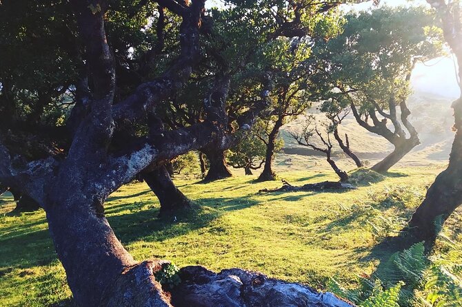 Fanal Forest Private Sunset Hike - After the Walk: Food, Drinks, and Extra Stops You Might Ask For
