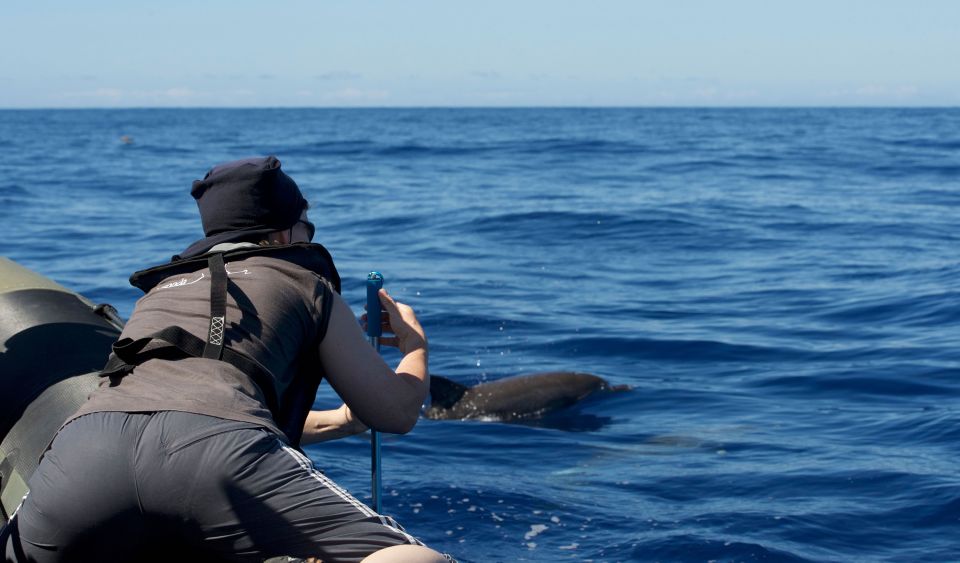 From Calheta: Madeira Whale and Dolphin Watching Boat Tour - Key Highlights to Know Before You Go