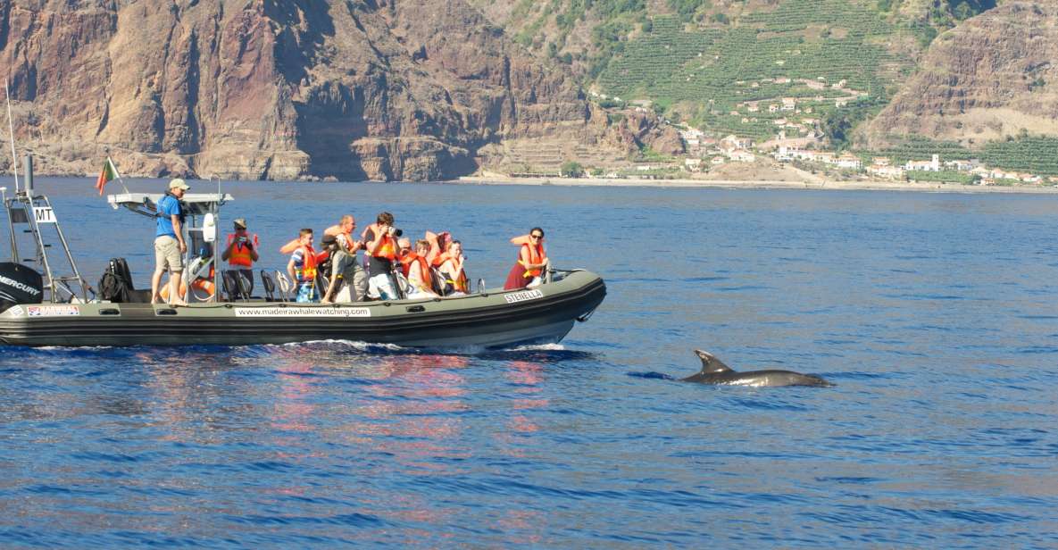 From Calheta: Madeira Whale and Dolphin Watching Boat Tour - Calheta Whale and Dolphin Watching: What You Get in 2 Hours