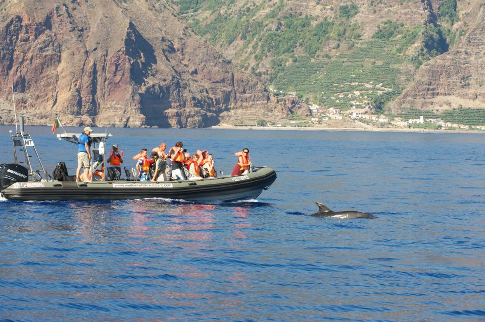 From Calheta: Madeira Whale and Dolphin Watching Boat Tour - Silent Engines and Respectful Viewing: The Tour’s Real Secret Sauce