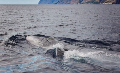 From Calheta: Madeira Whale and Dolphin Watching Boat Tour - Meeting at the Marina: Where You’ll Start and What to Expect on Board