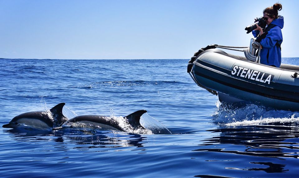 From Calheta: Madeira Whale and Dolphin Watching Boat Tour - Who This Tour Fits Best (and Who Might Skip It)