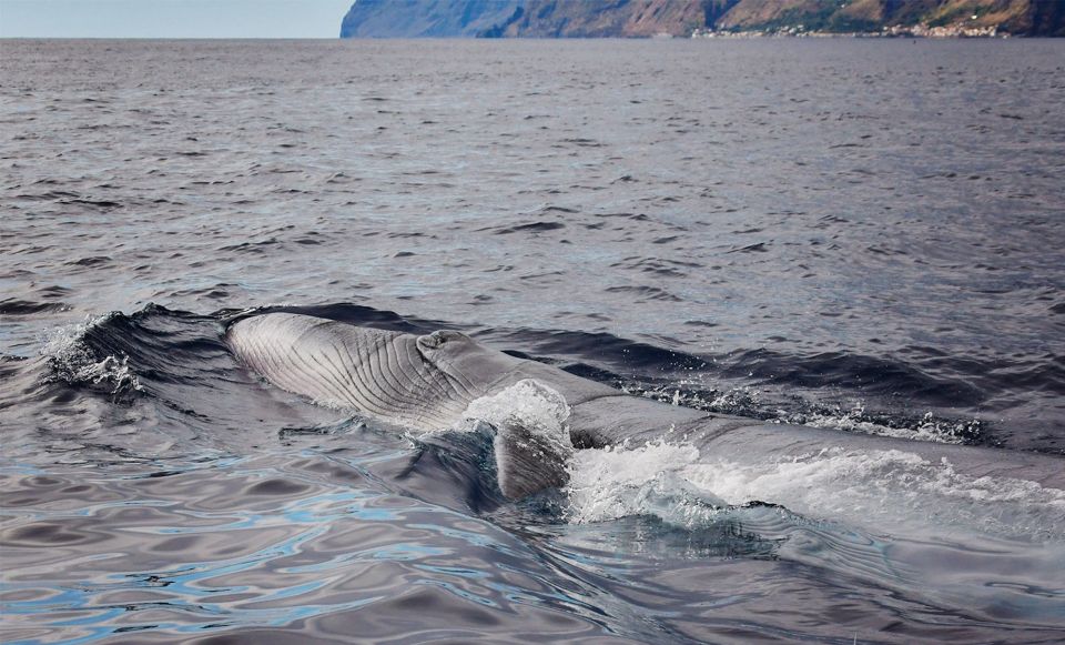 From Calheta: Madeira Whale and Dolphin Watching Boat Tour - Meeting at the Marina: Where You’ll Start and What to Expect on Board