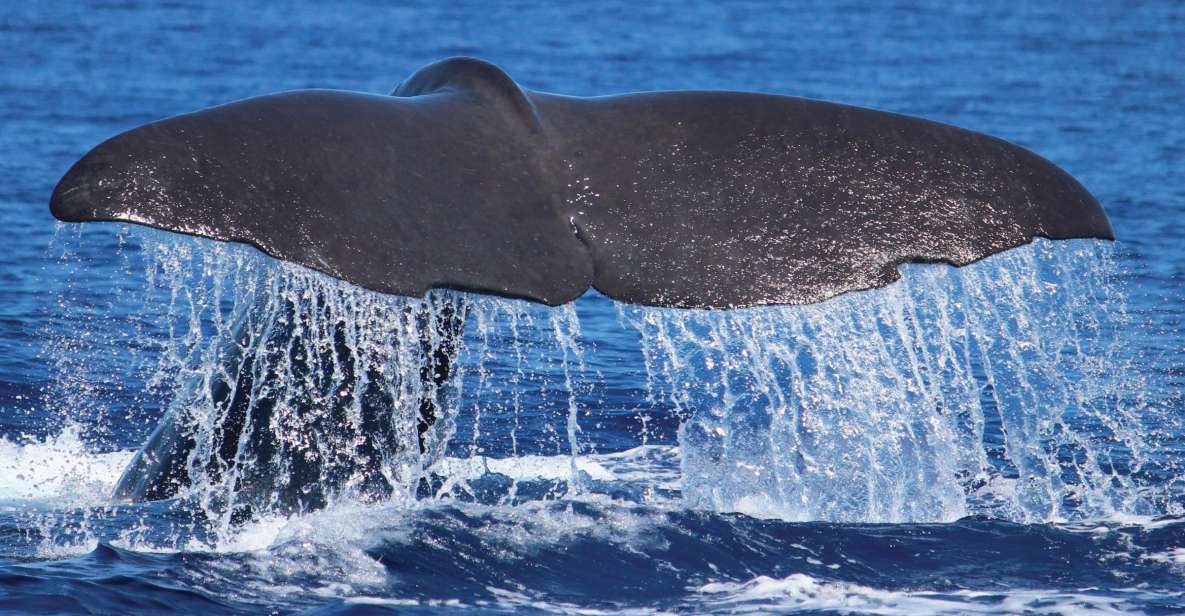 From Calheta: Whale and Dolphin Watching RIB Boat Tour - Key highlights you’ll actually care about