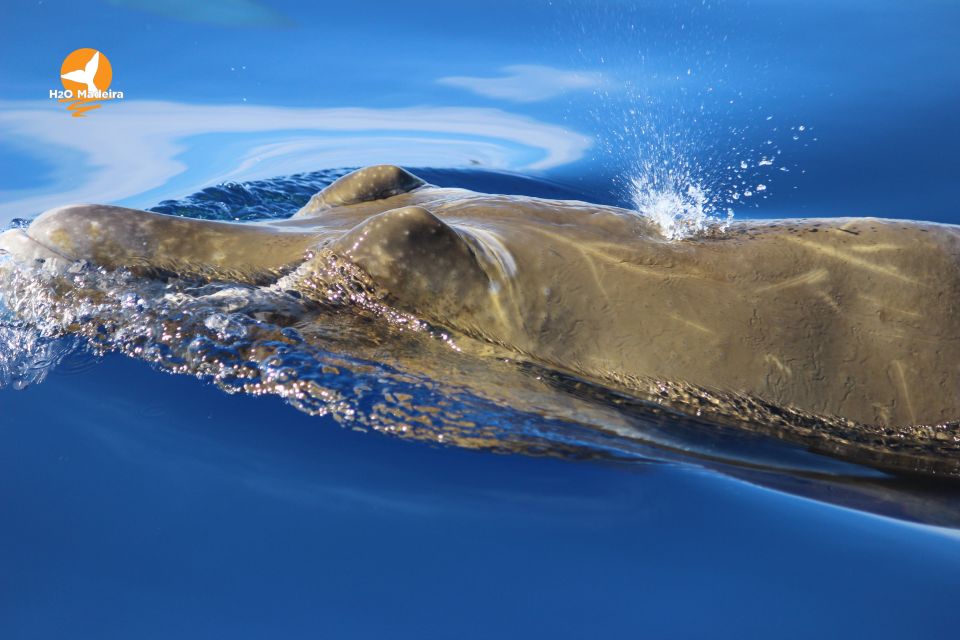 From Calheta: Whale and Dolphin Watching RIB Boat Tour - Weather reality: when the sea is up, plan your mindset