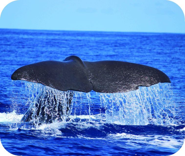 From Calheta: Whale and Dolphin Watching RIB Boat Tour - A fast RIB tour for whales and dolphins off Calheta
