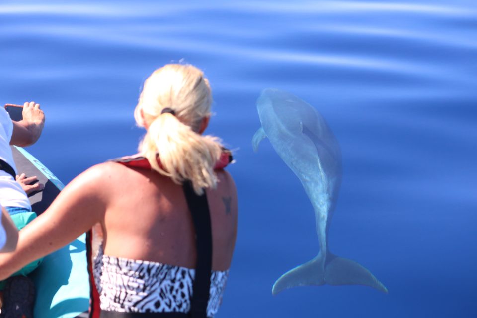From Calheta: Whale and Dolphin Watching RIB Boat Tour - The spotting system: why your odds are better with a spotter