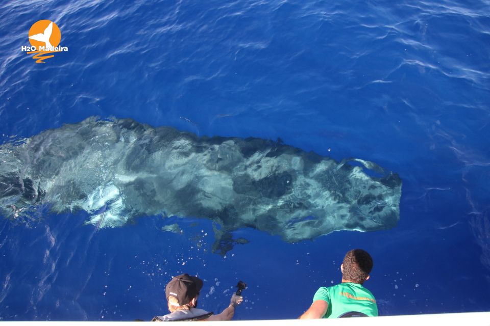 From Calheta: Whale and Dolphin Watching RIB Boat Tour - The boat ride: speed, comfort, and a little controlled drama
