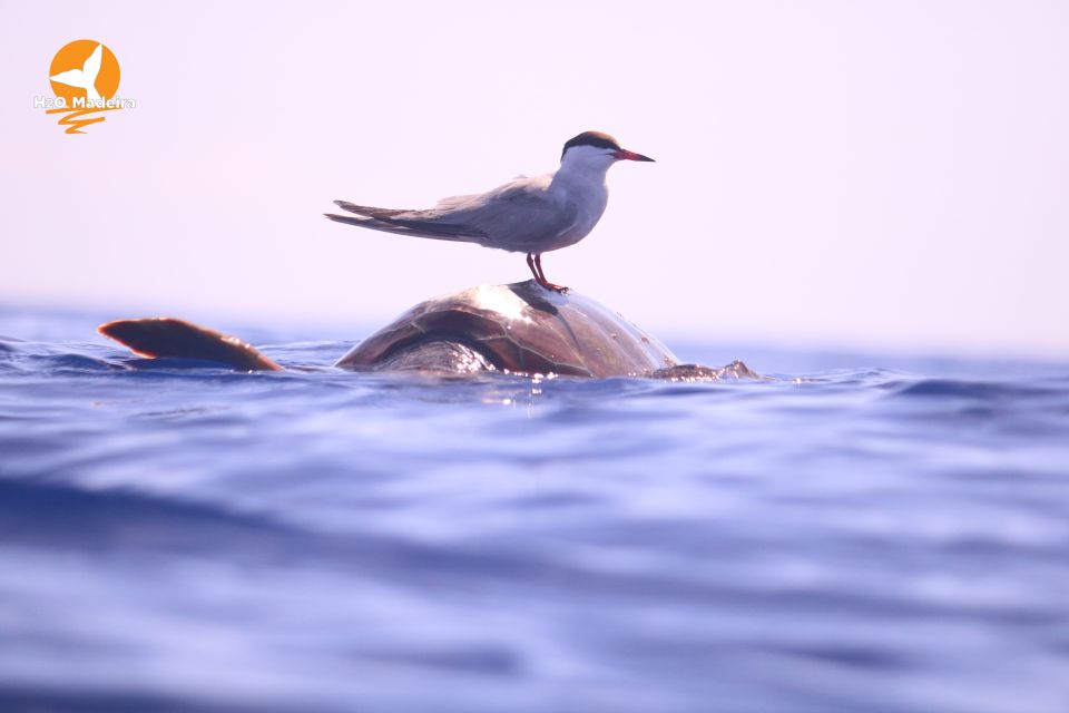 From Calheta: Whale and Dolphin Watching RIB Boat Tour - Madeira views from sea level: the part you don’t need to “hunt”