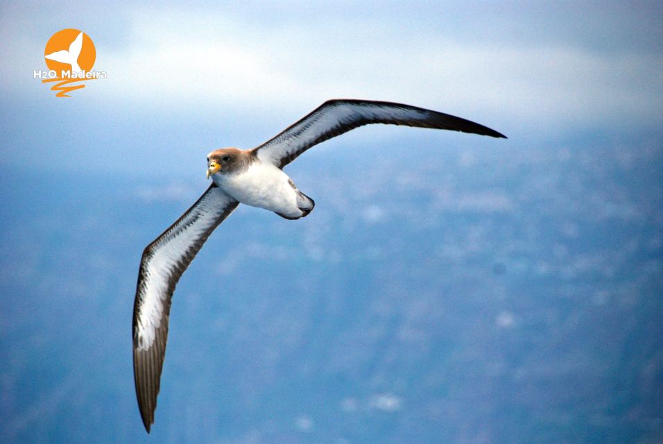 From Calheta: Whale and Dolphin Watching RIB Boat Tour - Price and value: is $70 per person worth it?