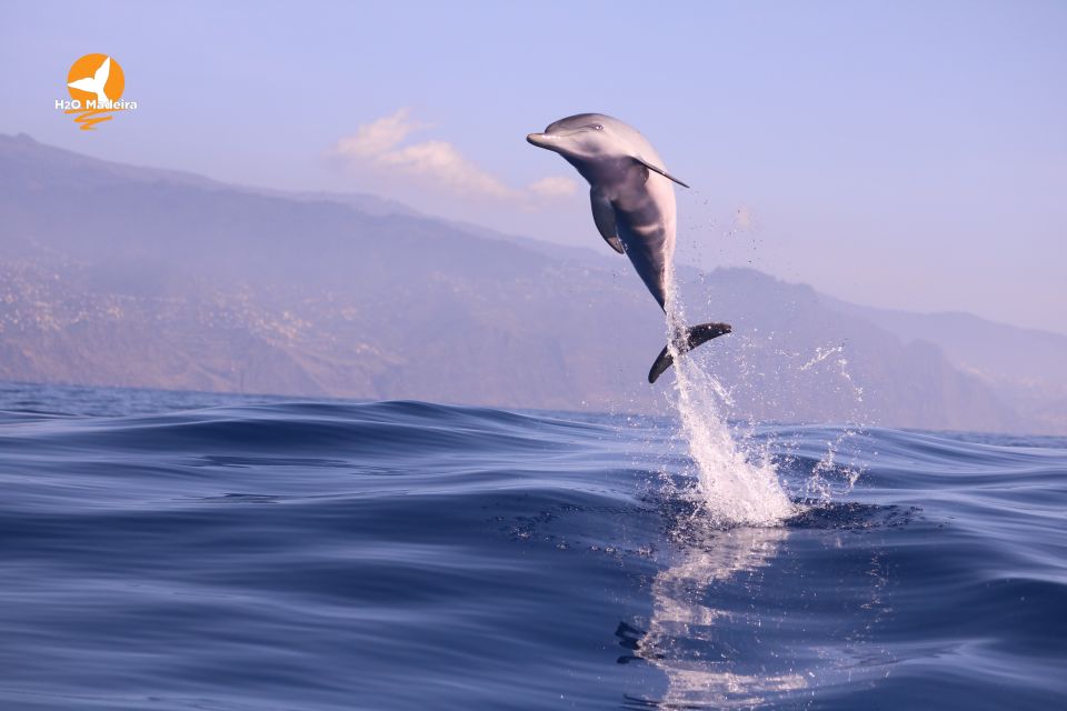 From Calheta: Whale and Dolphin Watching RIB Boat Tour - What to bring (and what to leave behind) for a smooth trip