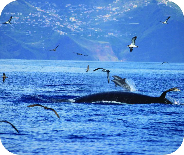 From Calheta: Whale and Dolphin Watching RIB Boat Tour - Who this tour fits best (and who should skip it)