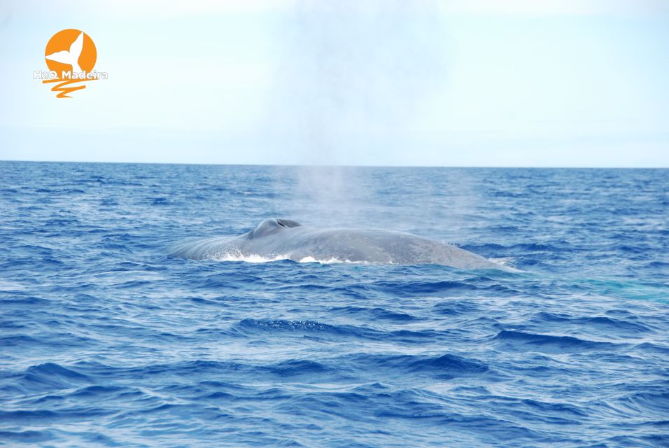 From Calheta: Whale and Dolphin Watching RIB Boat Tour - From the H2O Madeira office to open water: how the 2 hours flow