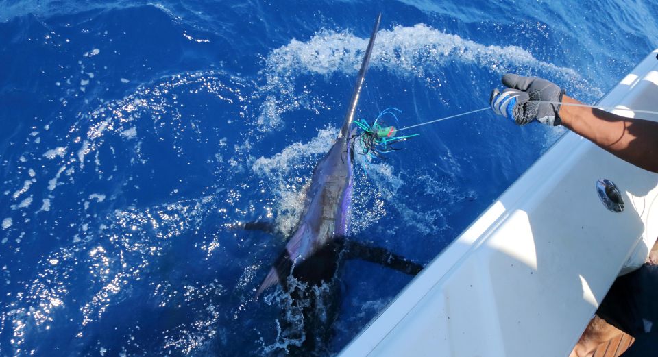 From Funchal : Big Game Fishing boat trip - Key things to know before you go