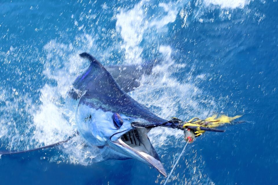 From Funchal : Big Game Fishing boat trip - Inside the boat: the Lochin 333 and why it matters