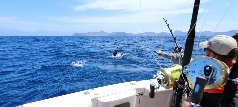 From Funchal : Big Game Fishing boat trip - The 4–7 hour flow: meeting at Av. do Mar and heading offshore