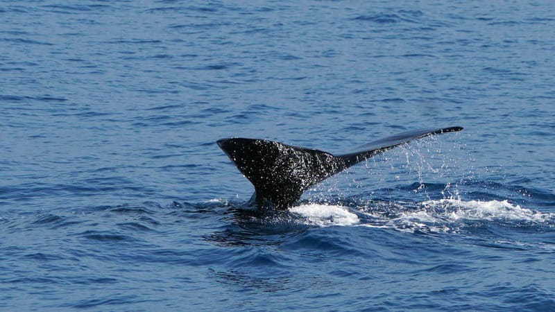 From Funchal: Ecological Catamaran Dolphin Whale Watching - Who This Fits Best (and When to Rethink It)