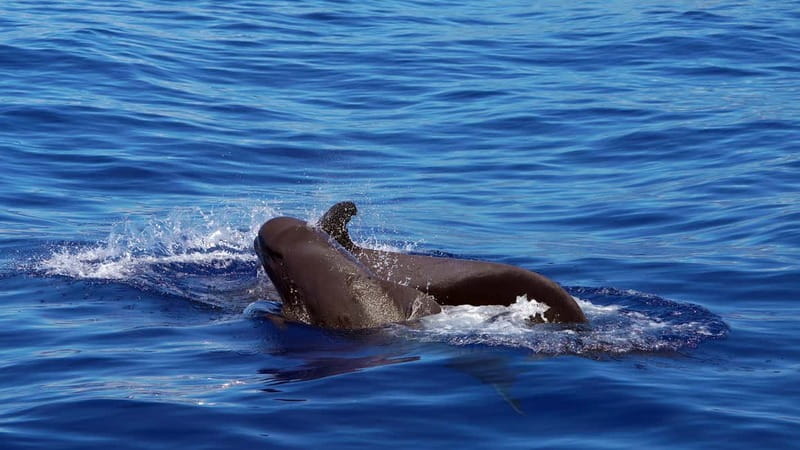 From Funchal: Ecological Catamaran Dolphin Whale Watching - Out to the Atlantic: How Spotters Improve Your Whale-Watching Odds
