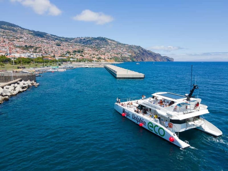 From Funchal: Ecological Catamaran Dolphin Whale Watching - Cabo Girão Swim Stop: Cliffs, Cooling Water, and a Break From Scanning