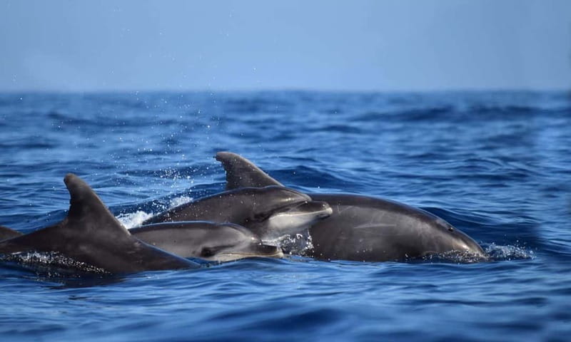 From Funchal: Ecological Catamaran Dolphin Whale Watching - Price and Value: Why This $40 Tour Can Feel Worth It