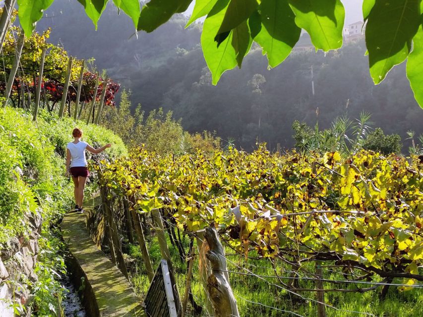From Funchal: Full-Day Madeira Wine Tour with Lunch - Price and value: what $247 buys you in real-world terms