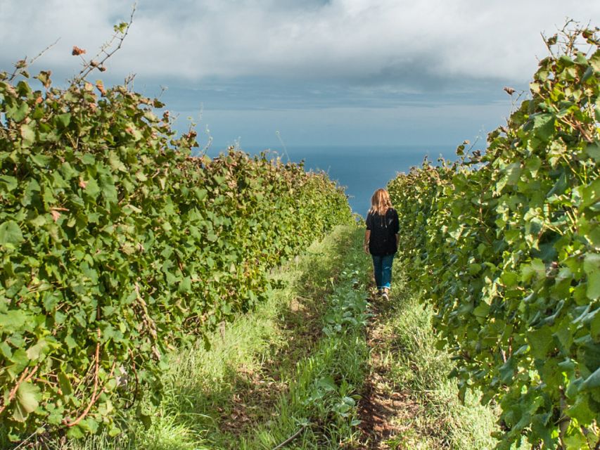 From Funchal: Full-Day Madeira Wine Tour with Lunch - Getting picked up all over Funchal (and why it matters)