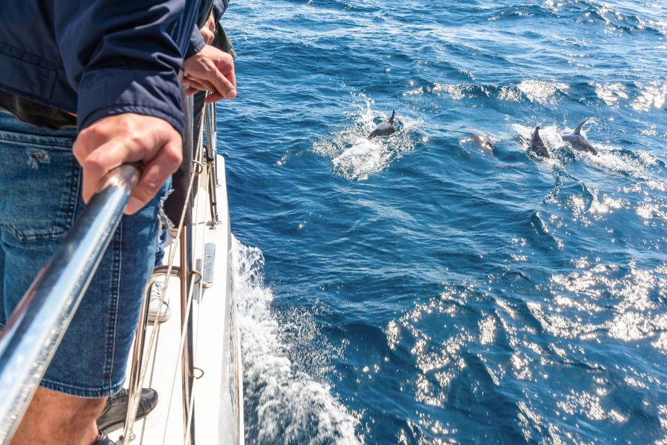 From Funchal: Madeira Dolphin and Whale Watching Tour - Setting Off: From Funchal Marina with the Right Mindset