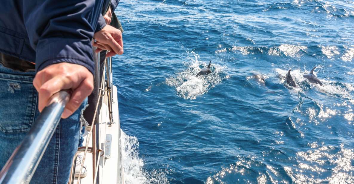 From Funchal: Madeira Dolphin and Whale Watching Tour - Cabo Girão Cliffs: The Swim and Snorkel Moment