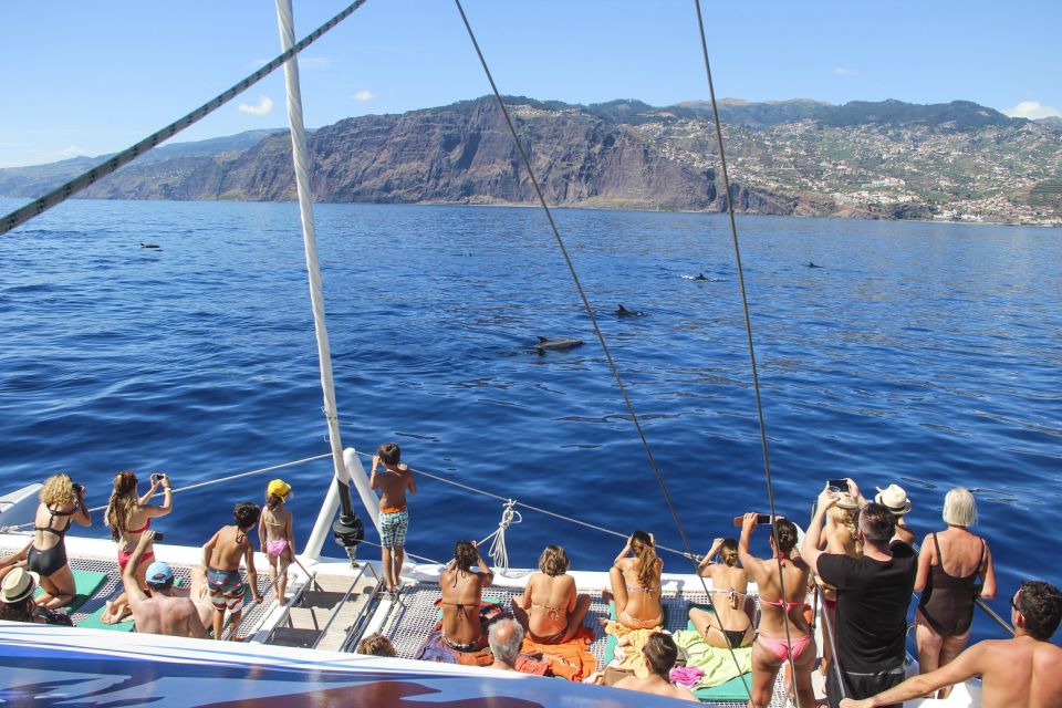 From Funchal: Madeira Dolphin and Whale Watching Tour - The Itinerary in Motion: What Happens When