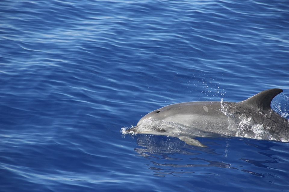 From Funchal: Madeira Dolphin and Whale Watching Tour - Price and Value: Is $47 a Good Deal?