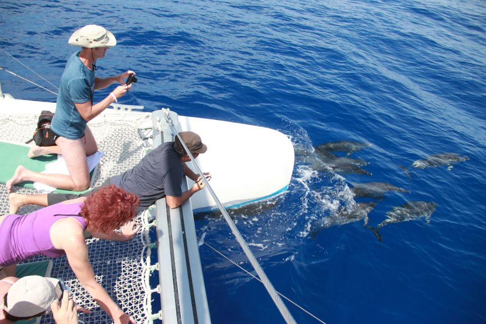 From Funchal: Madeira Dolphin and Whale Watching Tour - What to Bring (So the Ride Stays Enjoyable)