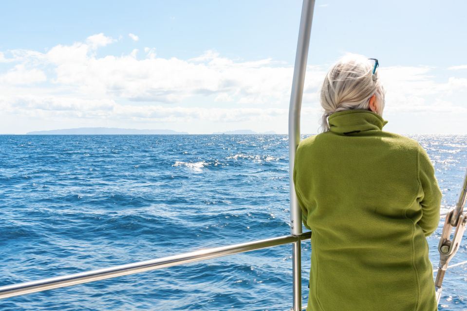 From Funchal: Madeira Dolphin and Whale Watching Tour - Dolphin and Whale Watching Along Madeira’s South Coast
