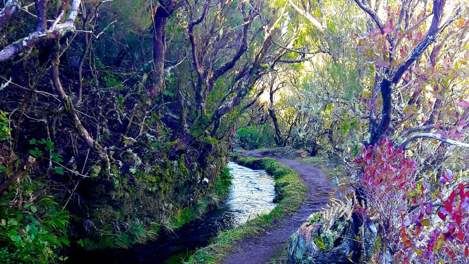 From Funchal: Madeira Lakes Levada Guided Hike - Key Points You’ll Actually Care About