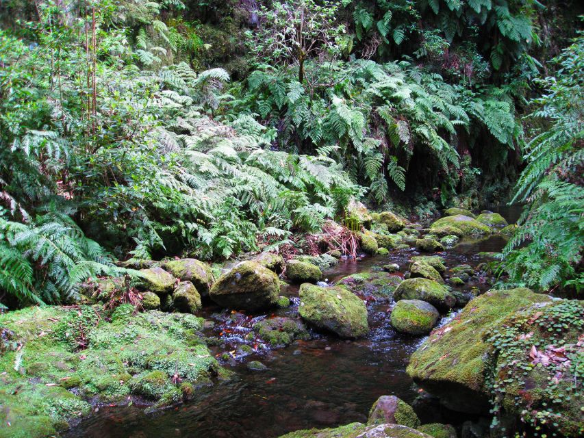 From Funchal: São Jorge Valleys Levada Walk - Rainforest learning: medicinal plants on a living timeline