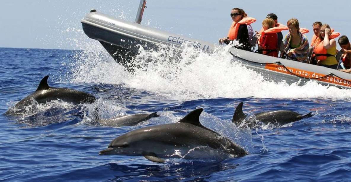 From Funchal: Whale and Dolphin Watching - Whale and Dolphin Watching from Funchal: Why this tour works