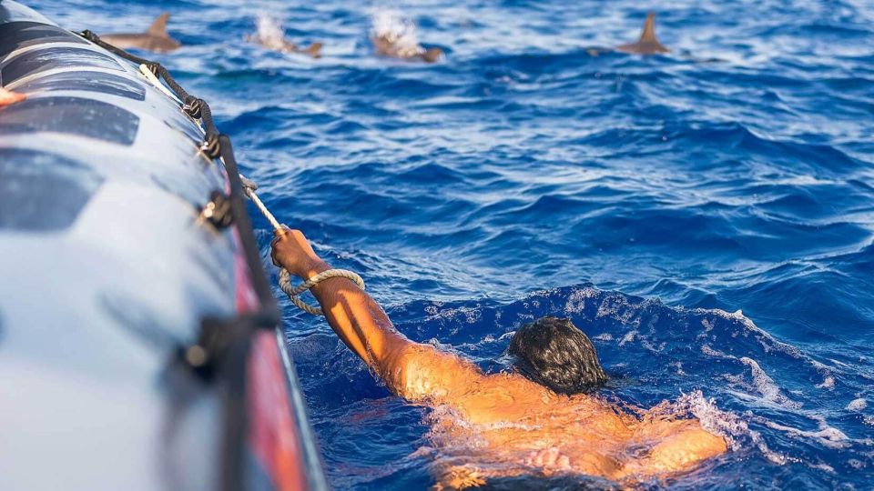 From Funchal: Whale and Dolphin Watching - Marine biologist guidance: what you learn besides the obvious