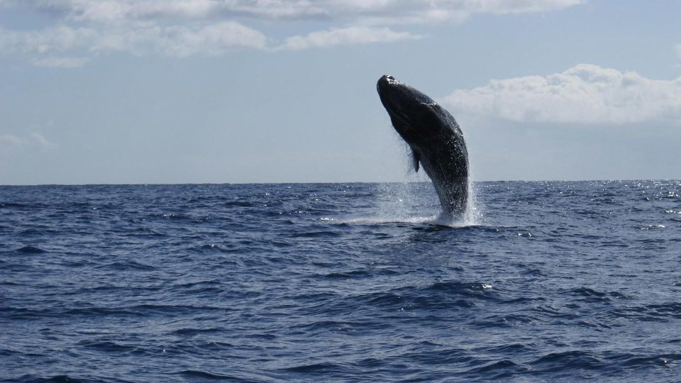 From Funchal: Whale and Dolphin Watching - Swimming with dolphins: the fun part, the wet part, the real part