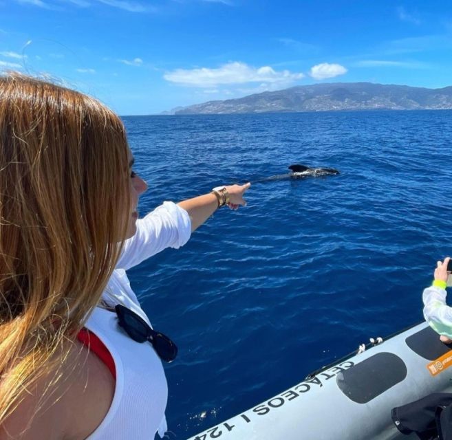 From Funchal: Whale and Dolphin Watching - What you might see off Madeira (and why it won’t be the same twice)