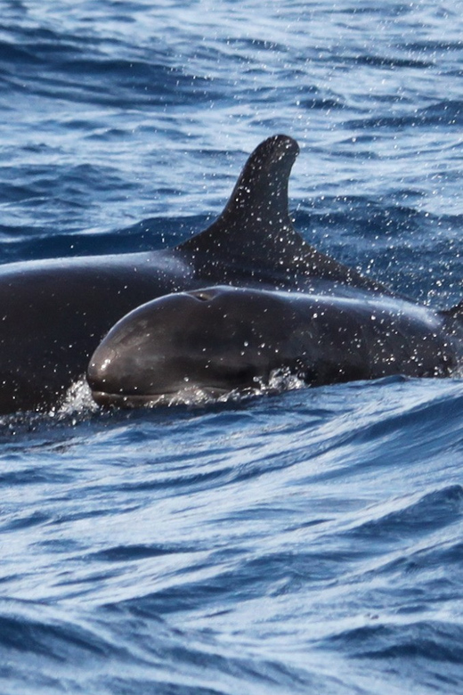 From Funchal: Whales and Dolphin Adventure Tour - Meeting Blue Safari Madeira at the New Marina