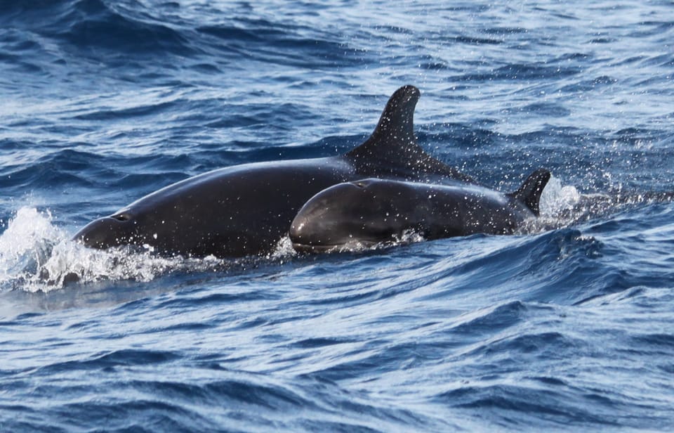 From Funchal: Whales and Dolphin Adventure Tour - Snorkeling Gear: What’s Included and When You’ll Use It