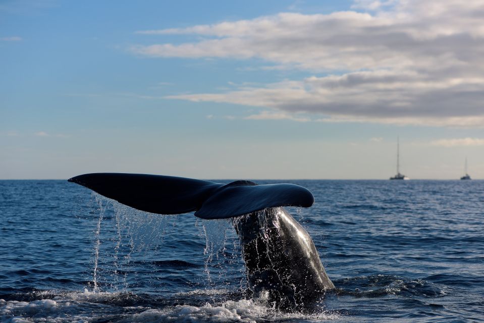 From Machico: Madeira Whale and Dolphin Watching Boat Tour - Key takeaways before you book