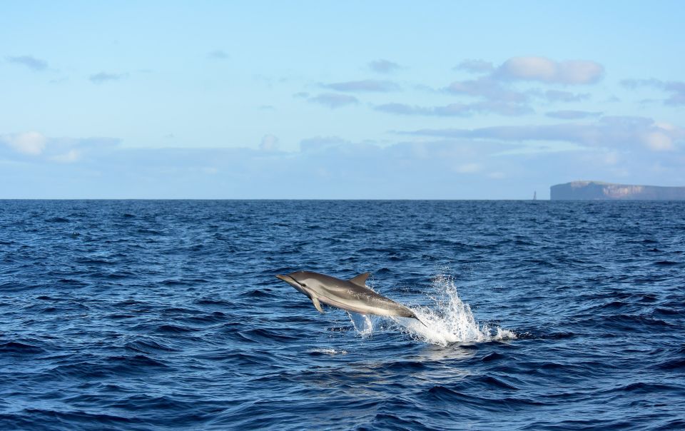 From Machico: Madeira Whale and Dolphin Watching Boat Tour - Madeira whale and dolphin viewing starts in Machico