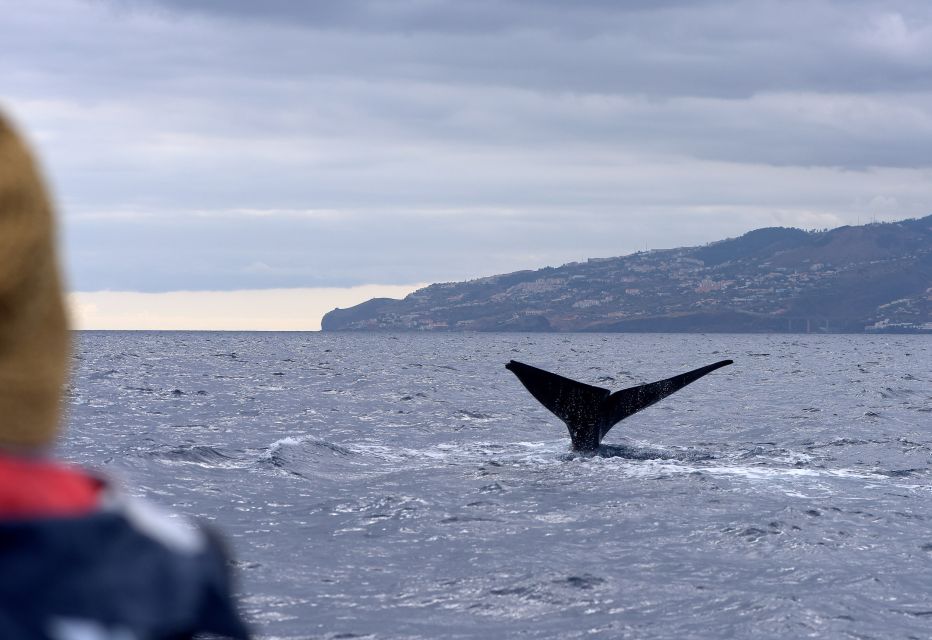 From Machico: Madeira Whale and Dolphin Watching Boat Tour - Getting aboard: the Scorpio Madeira meet-up at Marina Machico