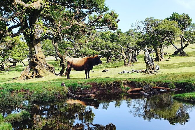 Full Day Jeep Safari Tour to Porto Moniz and Cabo Girão - Paul da Serra plateau: the big flatland at nearly 1500 meters
